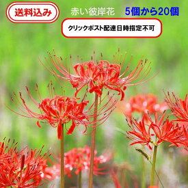 【送料無料】　徳島県産　彼岸花の球根（鱗茎）5個から20個年中販売（リコリス・曼殊沙華）9月の彼岸のころに赤い花を咲かせます。寄せ植え ガーデニング 鑑賞 栽培 庭園菜園　プランター　コニシ農園