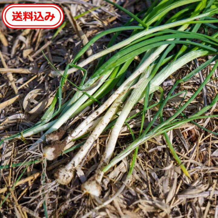 楽天市場】【送料無料】 徳島県産 ノビル6個送料込【化学肥料、農薬  