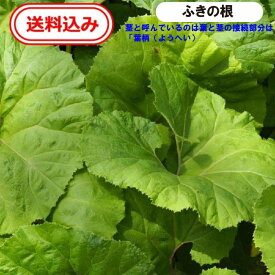 【送料無料】徳島産　ふきの根【地下茎】10本送料込　（天然　農薬不使用）　自生　自生　フキの根　蕗の根　フキノトウ　フキ　ふき　蕗　鉢植え　プランター　露地栽培　趣味　家庭菜園　コニシ農園