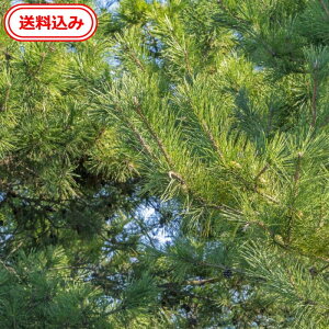 yz@Y@ԏ̗t100giVRA_sgpjt@A}@ϏܗpA̖؍ށA̎AjAAhCt[AvU[uht[ȂǗlXɗp