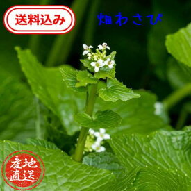 ポイント20倍！【送料無料】　徳島県産　畑わさびぬき苗2株送料込【化学肥料、農薬、除草剤未使用】わさび　ワサビ　山葵　薬味　葉はきれいな緑　　趣味　栽培　ビオトープ　水耕栽培　さんちょく　コニシ農園