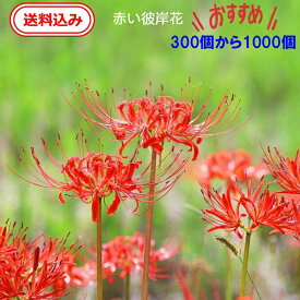 【39ショップ送料無料】　徳島県産　彼岸花の球根（鱗茎）300個から1000個年中販売【球根単価同じでも多量購入送料無料かなりお得！】（リコリス・曼殊沙華）9月の彼岸のころに赤い花を咲かせます。寄せ植え ガーデニング 鑑賞 栽培 庭園菜園　プランター　コニシ農園