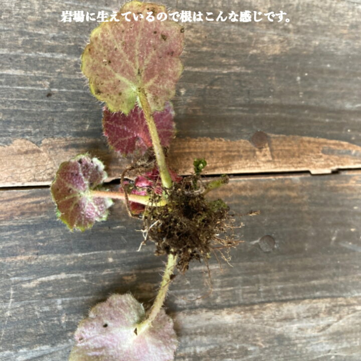 楽天市場 ユキノシタの小さな苗3つ 葉の裏赤っぽいもの コニシ農園 楽天市場店
