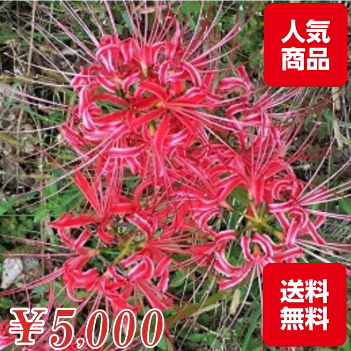 楽天市場 彼岸花の球根 鱗茎 50個 リコリス 曼殊沙華 コニシ農園 楽天市場店 楽天市場 彼岸花の球根 鱗茎 50個 リコリス 曼殊沙華 コニシ農園 楽天市場店