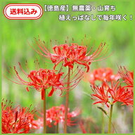 ヒガンバナ 球根 5球 植えっぱなし【徳島産 無農薬】曼珠沙華 リコリス 丈夫 育てやすい 苗 国産 曼珠沙…