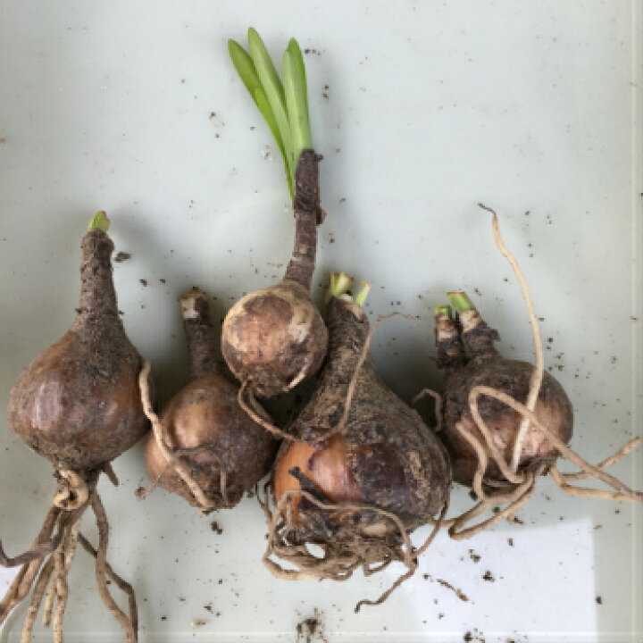 楽天市場 彼岸花の球根 鱗茎 10個送料込 リコリス 曼殊沙華 コニシ農園 楽天市場店