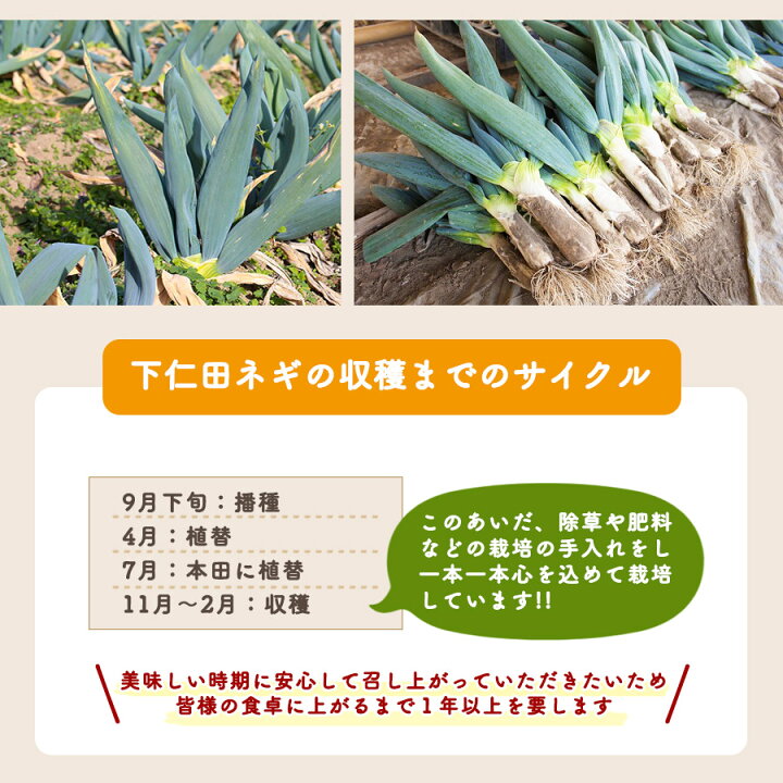 1794円 多様な 下仁田葱の会 堀口さんグループの下仁田葱 群馬県下仁田町産 2lサイズ 8本 送料無料 1794円 多様な 下仁田葱の会 堀口さんグループの下仁田葱 群馬県下仁田町産 2lサイズ 8本 送料無料