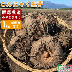 【2025年 秋収穫｜期間限定】【ランキング1位獲得】こんにゃく芋 群馬県産 みやままさり 生芋こんにゃく 手作りこんにゃく 産地直送 1kg 凝固剤10gサービス こんにゃくパーク