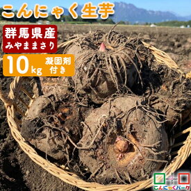 【2025年 秋収穫｜期間限定】【ランキング1位獲得】こんにゃく芋 群馬県産 みやままさり 生芋こんにゃく 手作りこんにゃく 産地直送 10kg 凝固剤100gサービス こんにゃくパーク