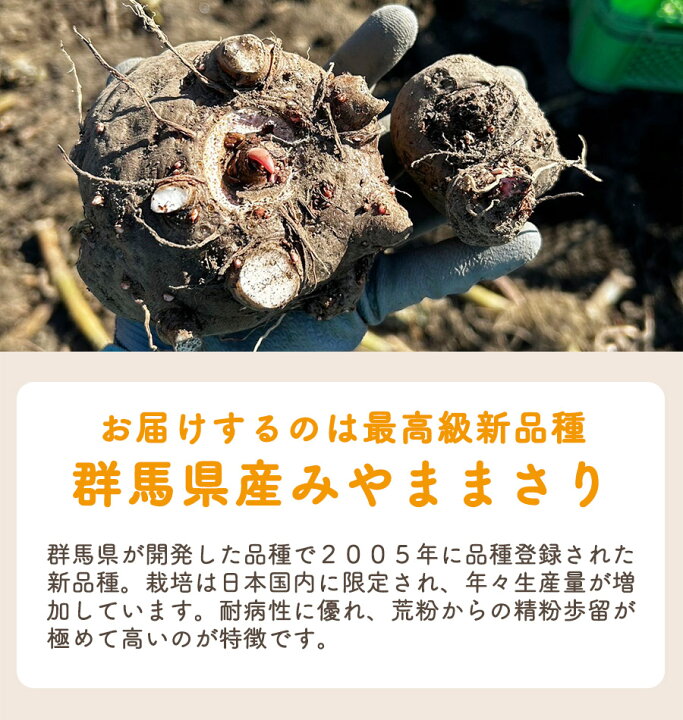 楽天市場 22年度産 期間限定 こんにゃく芋 群馬県産 みやままさり 生芋こんにゃく 手作りこんにゃく 産地直送 10kg 凝固剤100gサービス こんにゃくパーク 楽天市場 22年度産 期間限定 こんにゃく芋 群馬県産 みやままさり 生芋こんにゃく 手作りこんにゃく 産地直送 10kg 凝固剤100gサービス こんにゃくパーク