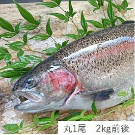 プレミアムヤシオマス 丸1尾 国産 ブランド魚 サーモン 送料無料 高級魚 栃木県 特産品
