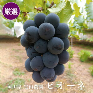 I j[sI[l 2kg  3 - 5[ RY Ԃǂ  Mtg 蕨 v[g ͂ 9{ - 10{\