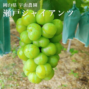 ˃WCAc YuhE 2kg(3 - 5 [) RY Ȃ 炲ƐHׂ VC}XJbg ōi N[ FR_ 2025N10{ȍ~͂