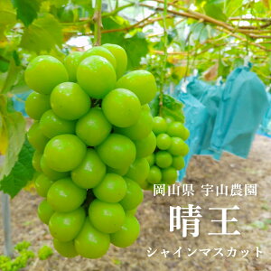 VC}XJbg R  2kgi3 - 5[j RY Ԃǂ  Ȃ }XJbg ōi 2025N9 - 10{͂ v[g 蕨