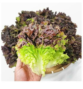 ؍Y@T`2kg@\񔭑@y؍①z@VN̂܂