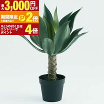 楽天市場】アガベ アテナータの通販