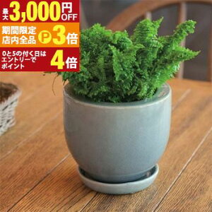 yő3,000~OFFN[|LIPT3{IubNtCf[zK[f|bg TCY4Zbg | v^[ Zbg 󂯎Mt A  A   K[f Aؔ K[fjO |