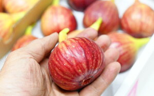 yYiz|Y@~Ym_̊nyh[tBzDXpbN500g×2Pi1kgj