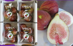 7{蔭@YiExmR̘[A{RňĂuvh[tB×4P@1P400gȏ@v1.6kg@811{܂