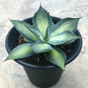 観葉植物 アガベ 4号の人気商品 通販 価格比較 価格 Com