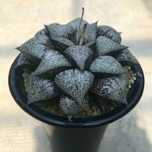 観葉植物 サボテン ハオルチアの人気商品 通販 価格比較 価格 Com