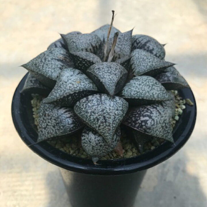 楽天市場 Haworthia 大型ビクタ 4号鉢 サボテン 多肉植物 希少ハオルチア属 珍奇植物ビザールプランツ 花のまちころぼっくる