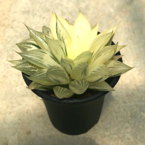 観葉植物 サボテン ハオルチアの人気商品 通販 価格比較 価格 Com