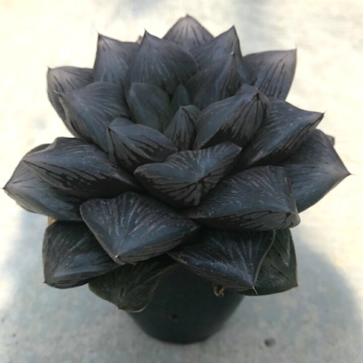 楽天市場 Haworthia 大紫オブツーサ 3 5号鉢 サボテン 多肉植物 希少ハオルチア属 珍奇植物ビザールプランツ 花のまちころぼっくる
