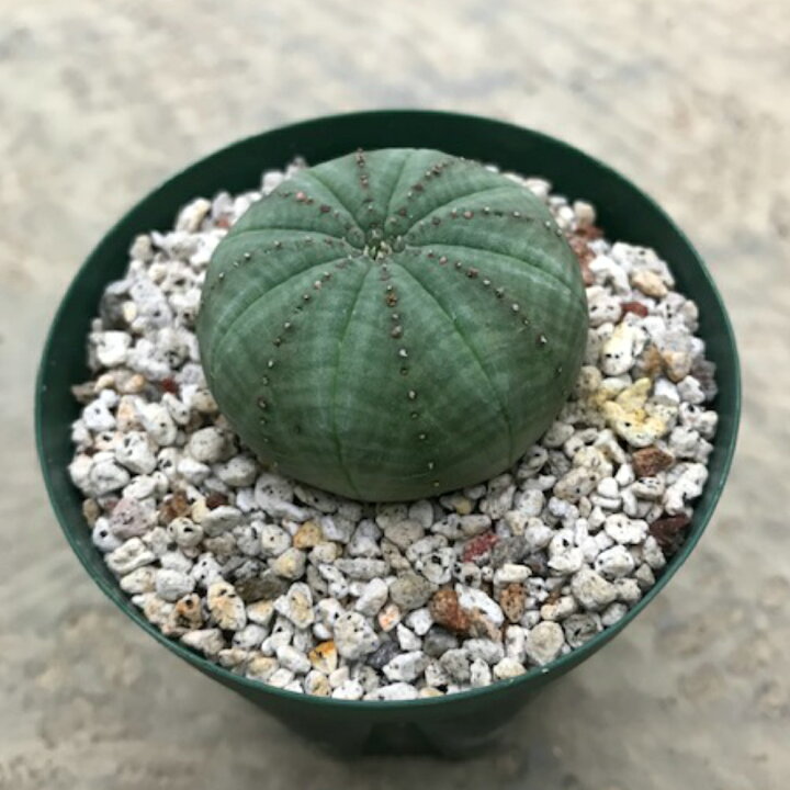 楽天市場 Euphorbia グリーンオベサ 3号鉢 サボテン 多肉植物 希少ユーホルビア属 珍奇植物ビザールプランツ 花のまちころぼっくる
