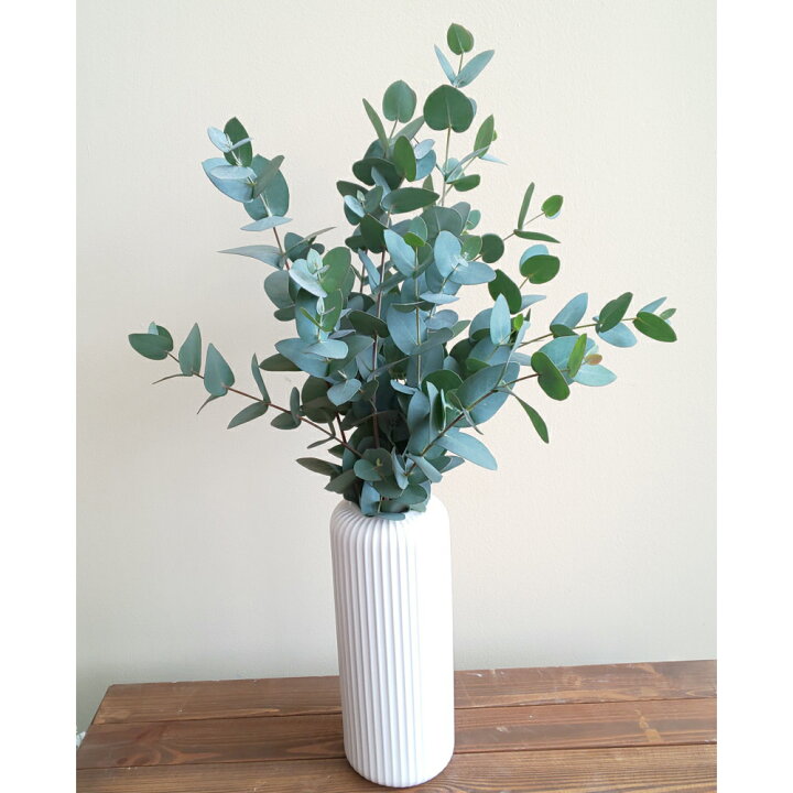 楽天市場 ユーカリ 生花 5 6本生花 ユーカリグニー 切り花 枝物ドライフラワー 空気清浄効果プレゼント ギフト 贈り物 花のまちころぼっくる