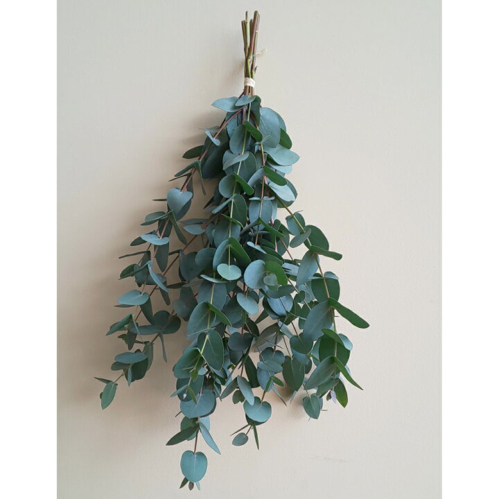 楽天市場 ユーカリ 生花 5 6本生花 ユーカリグニー 切り花 枝物ドライフラワー 空気清浄効果プレゼント ギフト 贈り物 花のまちころぼっくる