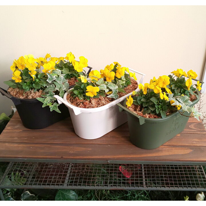 楽天市場 送料無料 選べる鉢色 ビオラとアイビーの寄せ植え寄せ植え アイビー ビオラ ガーデニングおしゃれな寄せ植え 季節の寄せ植え 苗 鉢花 ギフト セット 花のまちころぼっくる