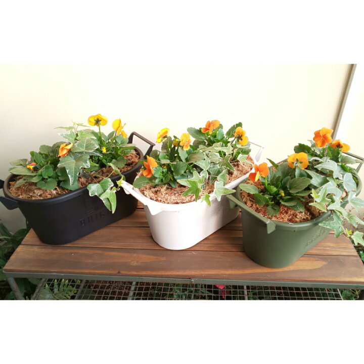 楽天市場 送料無料 選べる鉢色 ビオラとアイビーの寄せ植え寄せ植え アイビー ビオラ ガーデニングおしゃれな寄せ植え 季節の寄せ植え 苗 鉢花 ギフト セット 花のまちころぼっくる
