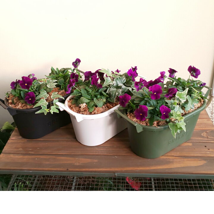 楽天市場 送料無料 選べる鉢色 ビオラとアイビーの寄せ植え寄せ植え アイビー ビオラ ガーデニングおしゃれな寄せ植え 季節の寄せ植え 苗 鉢花 ギフト セット 花のまちころぼっくる