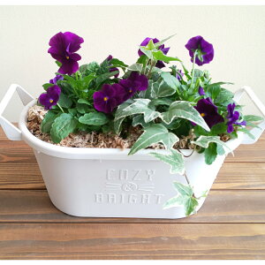 yzyIׂ锫FzrIƃACr[̊񂹐A񂹐A ACr[ rI K[fjOȊ񂹐AEG߂̊񂹐AEcEԁEMtgEZbg