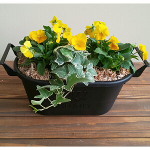 yzyIׂ锫FzrIƃACr[̊񂹐A񂹐A ACr[ rI K[fjOȊ񂹐AEG߂̊񂹐AEcEԁEMtgEZbg