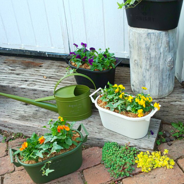 楽天市場 送料無料 選べる鉢色 ビオラとアイビーの寄せ植え寄せ植え アイビー ビオラ ガーデニングおしゃれな寄せ植え 季節の寄せ植え 苗 鉢花 ギフト セット 花のまちころぼっくる