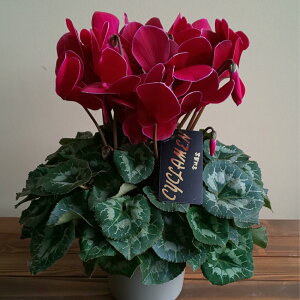 yVNz Vo[GbW 5 Ε NX}X Mtg v[g 蕨 v[g@t[Mtg j  t[ 戵t