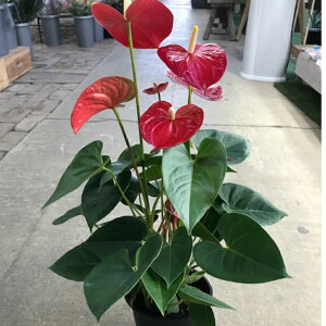 観葉植物 赤 生花の人気商品 通販 価格比較 価格 Com