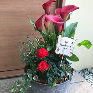 新築祝い 花 鉢植えの人気商品 通販 価格比較 価格 Com