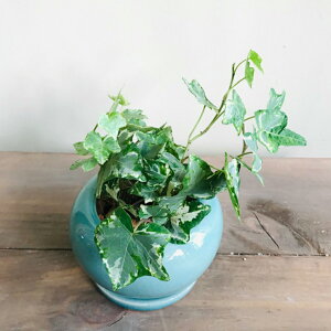 観葉植物 アイビー ヘデラ 生花の人気商品 通販 価格比較 価格 Com