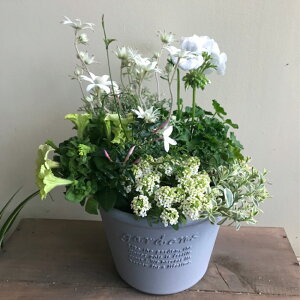 yƃO[ l̊񂹐AzG߂̊񂹐A A  v^[ c 񂹐A  킢 ؂₩ v[g Mtg 蕨 K[f Vzj JXj G߂̉ Ԃ̋ 