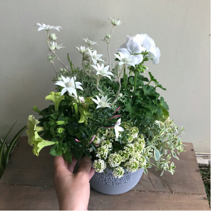 楽天市場 白とグリーンの 大人の寄せ植え 季節の寄せ植え 鉢植え 鉢 プランター 苗 寄せ植え おしゃれ かわいい 華やか プレゼント ギフト ガーデン 新築祝い 開店祝い 季節の花 花の競演 母の日 園芸 秋 冬 玄関 屋外 秋 送料無料 花のまちころぼっくる