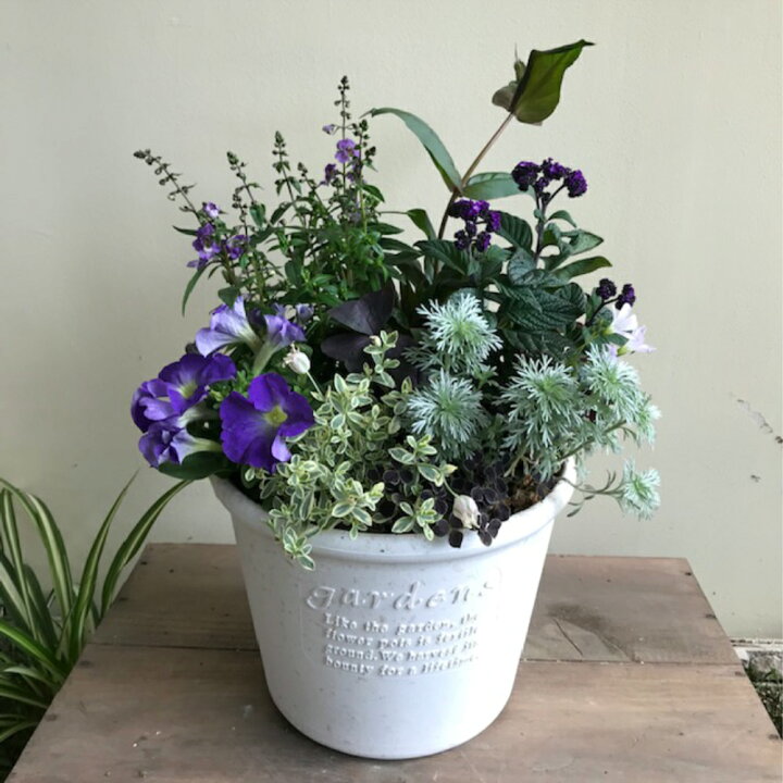 楽天市場 シックな色合いの大人の寄せ植え 季節の寄せ植え 鉢植え プランター 苗 寄せ植え おしゃれ かわいい 華やか プレゼント ギフト ガーデン 新築祝い 開店祝い 季節の花 花の競演 母の日 園芸 秋 屋外 玄関 鉢 送料無料 花のまちころぼっくる