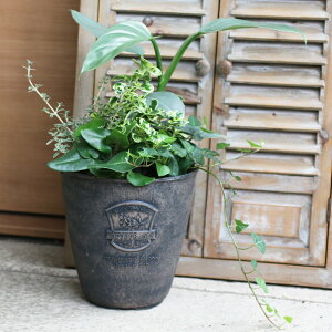 鉢植え 寄せ植え 観葉植物の人気商品 通販 価格比較 価格 Com
