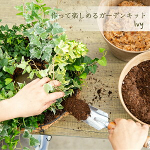 アイビー 寄せ植え 花 観葉植物の人気商品 通販 価格比較 価格 Com