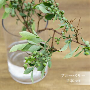 ブルーベリー 2本 Diy 工具の人気商品 通販 価格比較 価格 Com