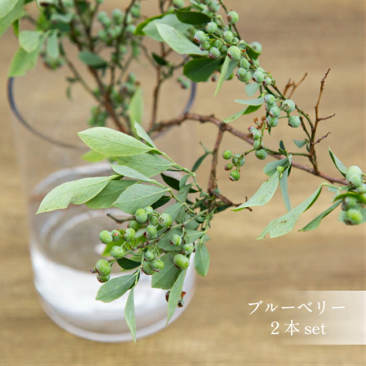 楽天市場 生花 ブルーベリー 枝物 実付き2本セット 50ｃｍ程度 フレッシュグリーン おしゃれ 切り花 インテリア インテリアグリーン 枝 実付き 花のまちころぼっくる