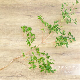 楽天市場 花束 切花 種類 植物 ドウダンツツジ 花 観葉植物 花 ガーデン Diy の通販