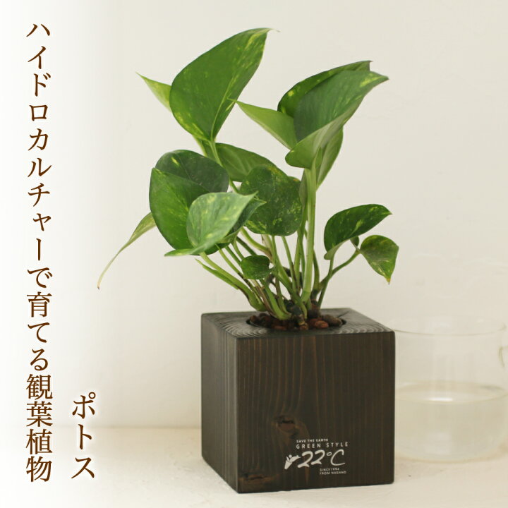 楽天市場 花のまちころぼっくる 22 オリジナル観葉植物入り木製花器セット ブラック ツヤなしタイプ ポトス 花のまちころぼっくる 楽天市場 花のまちころぼっくる 22 オリジナル観葉植物入り木製花器セット ブラック ツヤなしタイプ ポトス 花のまちころぼっくる